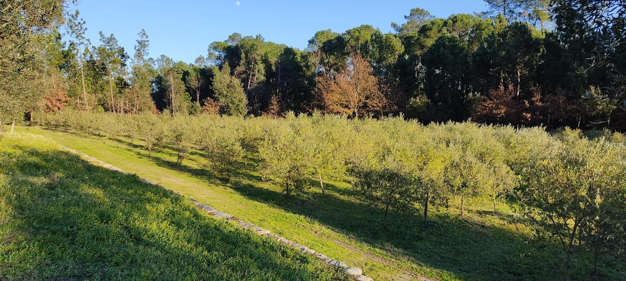 Quinta Da Pedra Mija Guest House Santar Eksteriør bilde