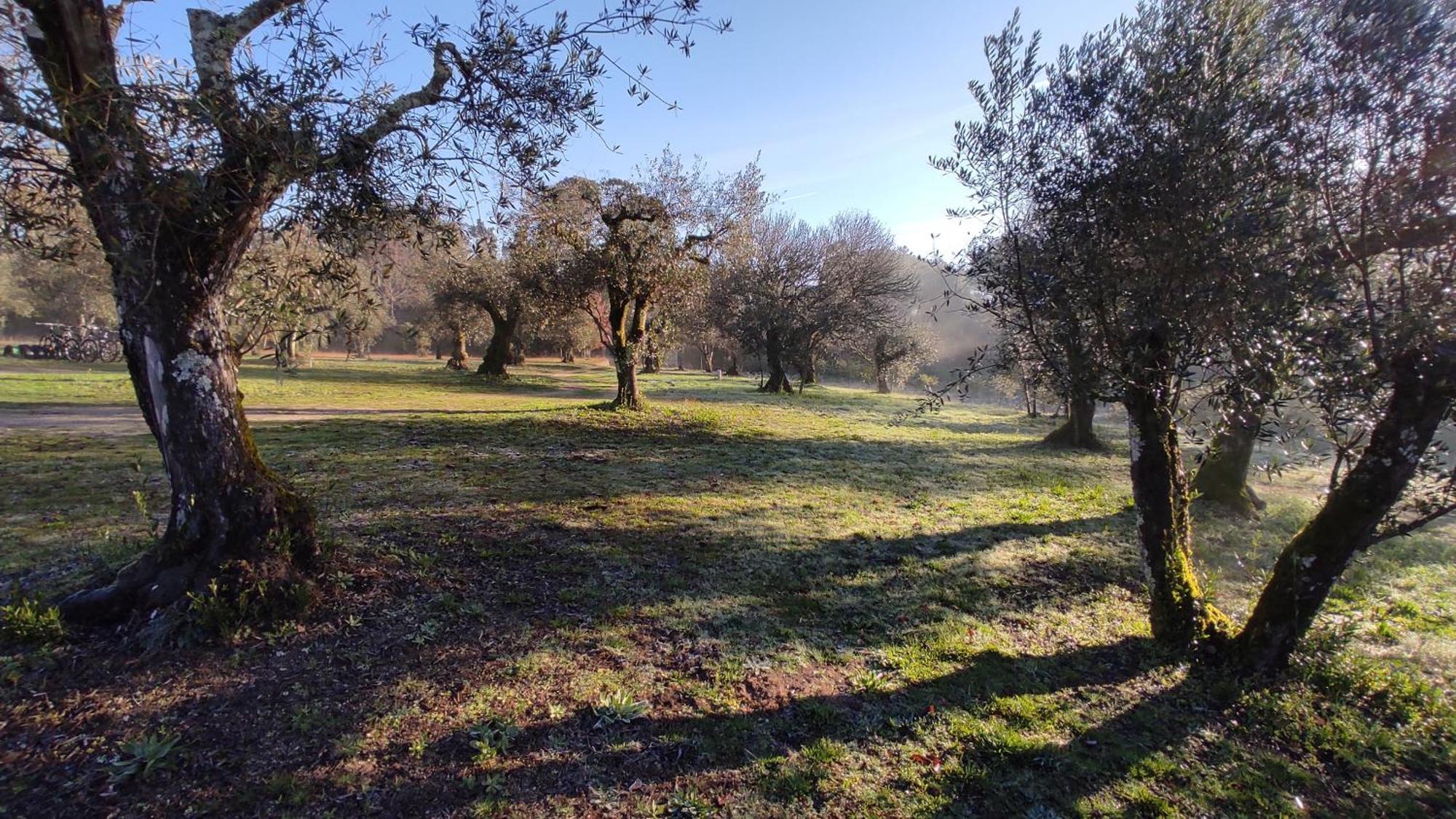 Quinta Da Pedra Mija Guest House Santar Eksteriør bilde
