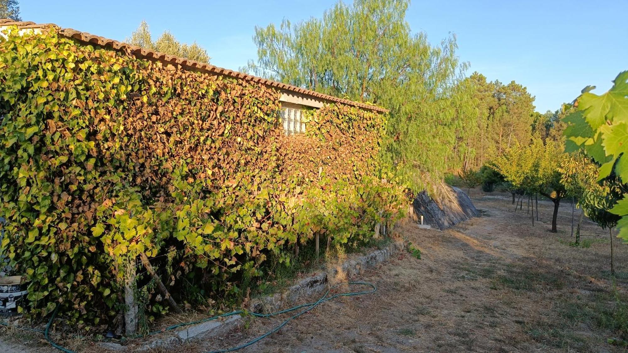 Quinta Da Pedra Mija Guest House Santar Eksteriør bilde