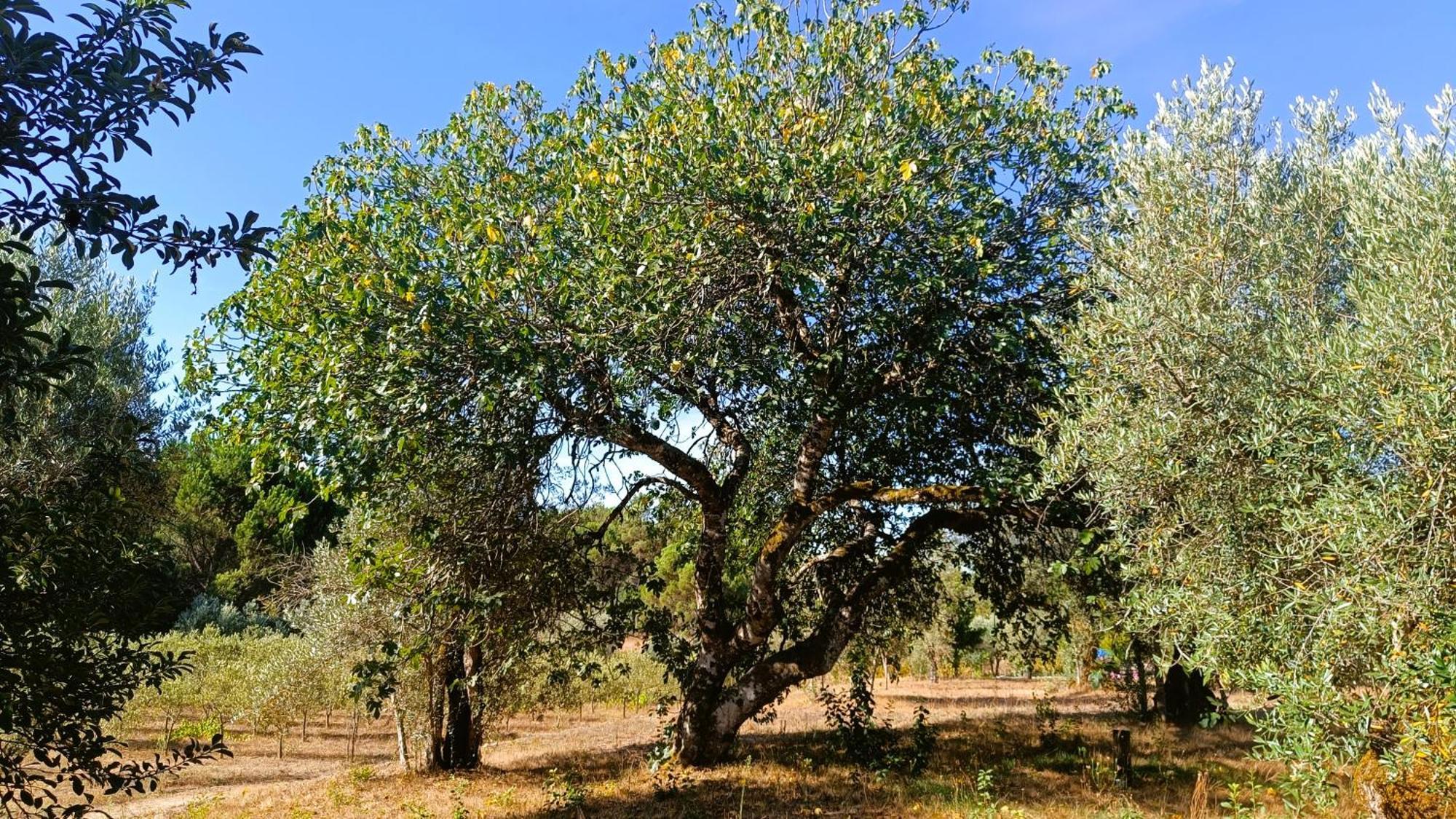 Quinta Da Pedra Mija Guest House Santar Eksteriør bilde
