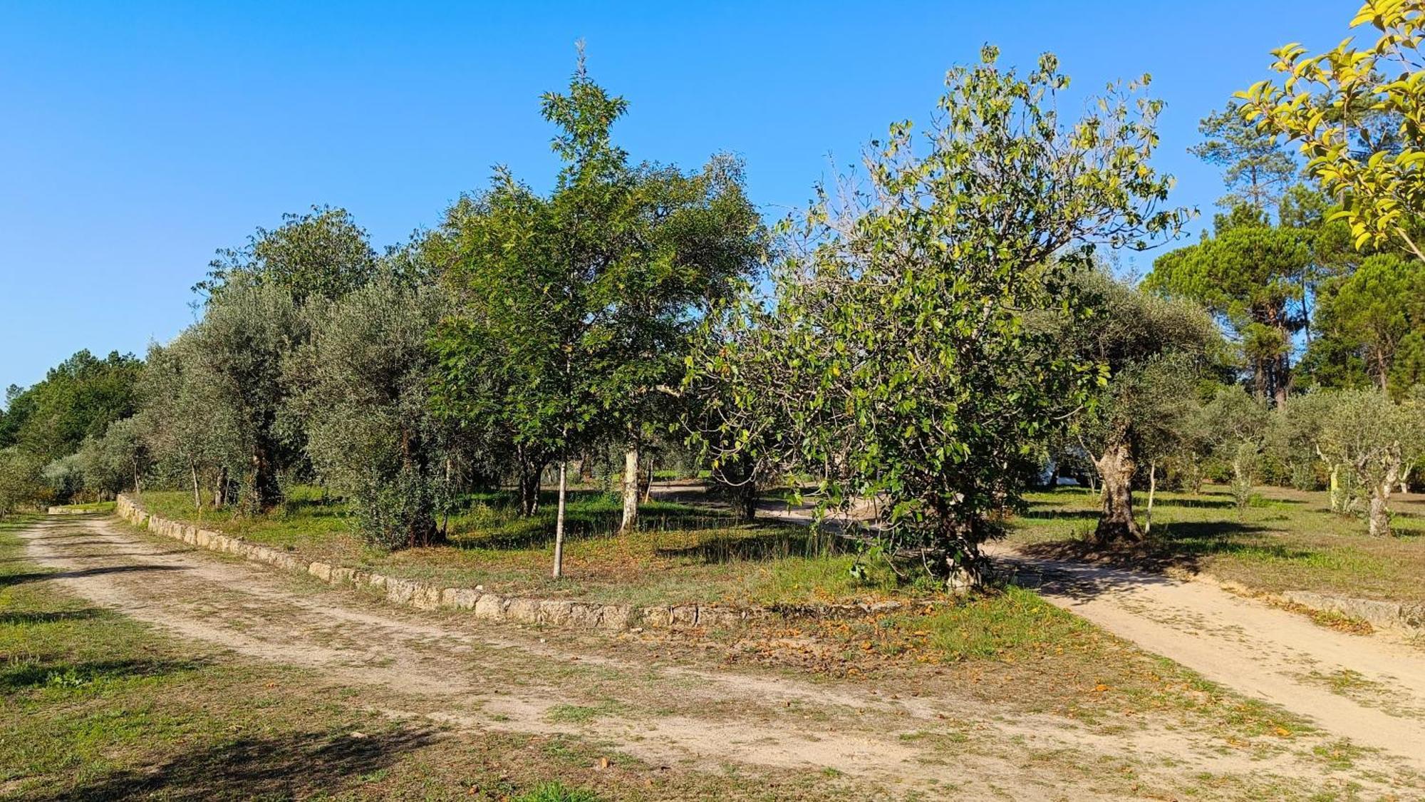 Quinta Da Pedra Mija Guest House Santar Eksteriør bilde