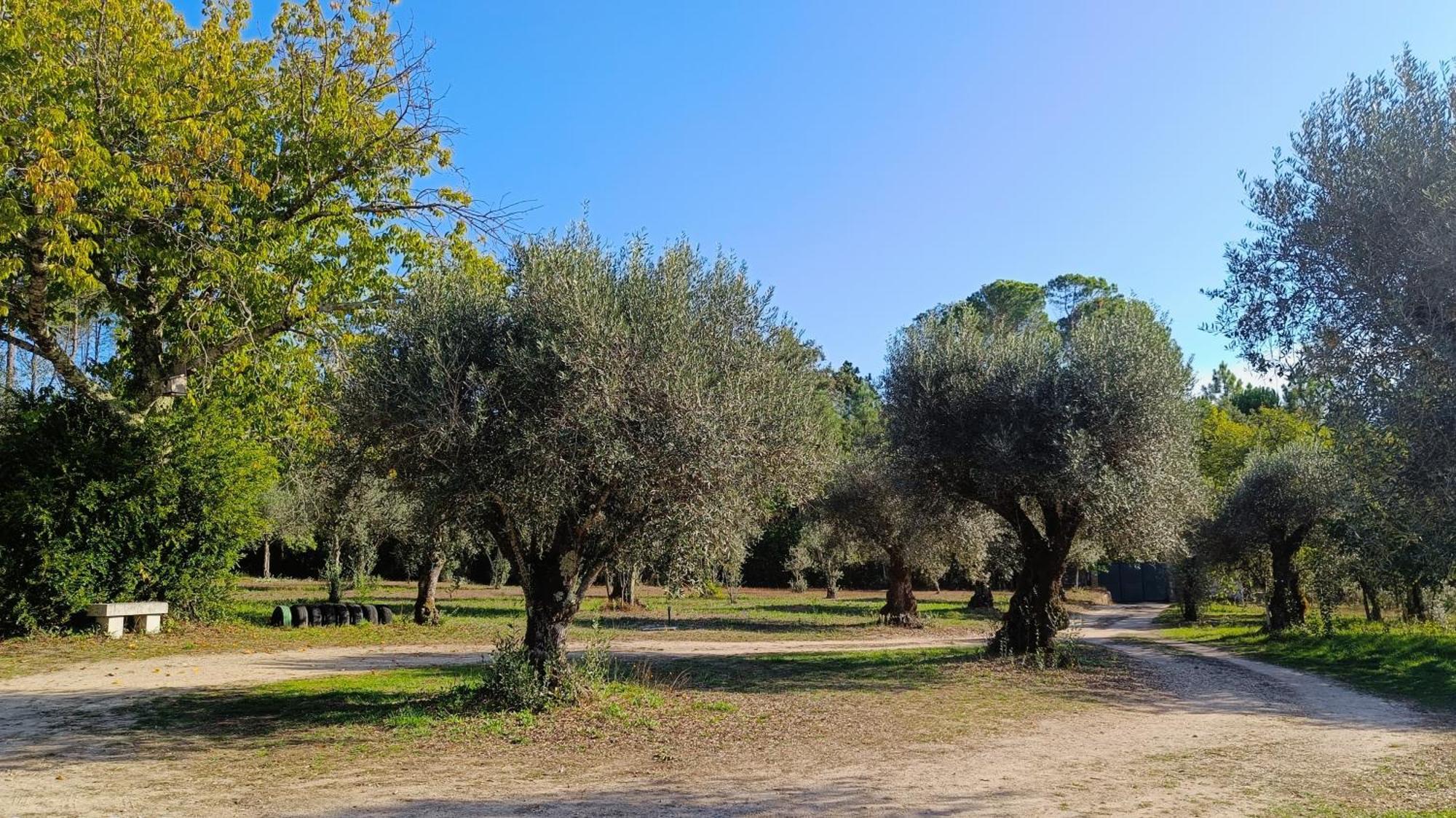Quinta Da Pedra Mija Guest House Santar Eksteriør bilde