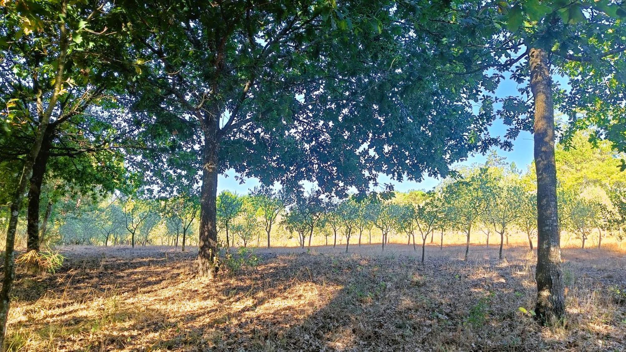 Quinta Da Pedra Mija Guest House Santar Eksteriør bilde